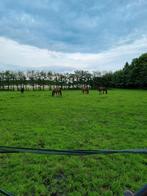 Stalling en weidegang aangeboden 24/7 buiten zonder bak!, Dieren en Toebehoren, Stalling en Weidegang, Weidegang, 1 paard of pony