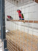 Zwartkap lories, Dieren en Toebehoren, Vogels | Parkieten en Papegaaien, Meerdere dieren, Parkiet