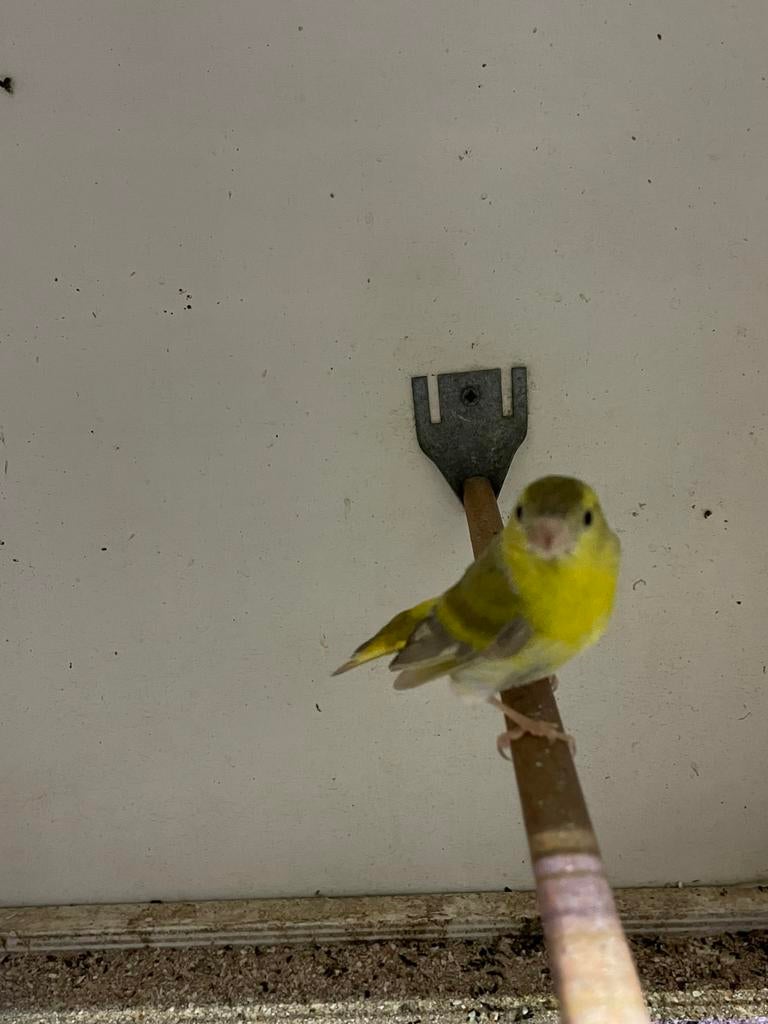 Koppel europese sijzen isabel, Dieren en Toebehoren, Meerdere dieren, Wildzangvogel, Geringd