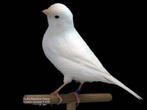 Witte kanarie pop gezocht., Vrouwelijk, Kleurkanarie