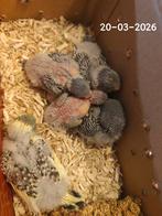 Jonge grasparkieten, Dieren en Toebehoren, Vogels | Parkieten en Papegaaien, Meerdere dieren, Parkiet