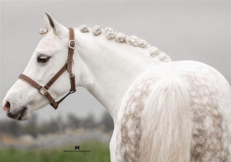 Bloedmooie, goudeerlijke B-pony, Dieren en Toebehoren, Pony's, Merrie, Springpony, B pony (1.17m tot 1.27m), 11 jaar of ouder