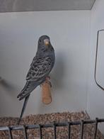 Prachtige jonge blauwe blackface split blackwing pop, Dieren en Toebehoren, Vogels | Parkieten en Papegaaien, Vrouwelijk, Parkiet