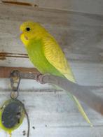 jonge grasparkieten, Geslacht onbekend, Parkiet, Geringd