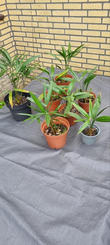 Stekje palmboom, Ophalen, Vaste plant, Overige soorten, Volle zon