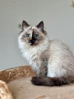 Ragdoll kittens, Meerdere dieren, Ontwormd, 0 tot 2 jaar