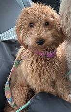 Toypoedel reu van 7 maanden oud (mini poedel), Poedel, 15 weken tot 1 jaar, Reu, Parvo