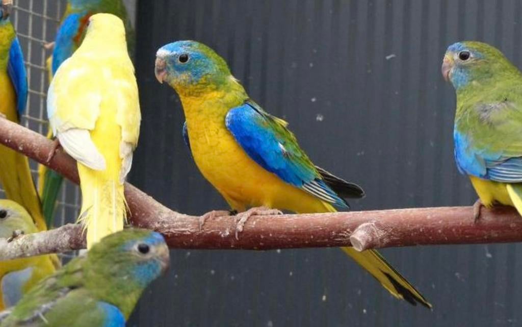 Turquoisine opaline man, Dieren en Toebehoren, Vogels | Parkieten en Papegaaien, Mannelijk, Parkiet, Geringd
