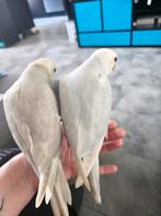 Koppel halsbandparkieten, Meerdere dieren, Parkiet, Tam