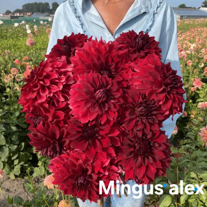 ******Dahlia's diverse soorten ******(, Tuin en Terras, Bloembollen en Zaden, Knol, Volle zon, Ophalen of Verzenden