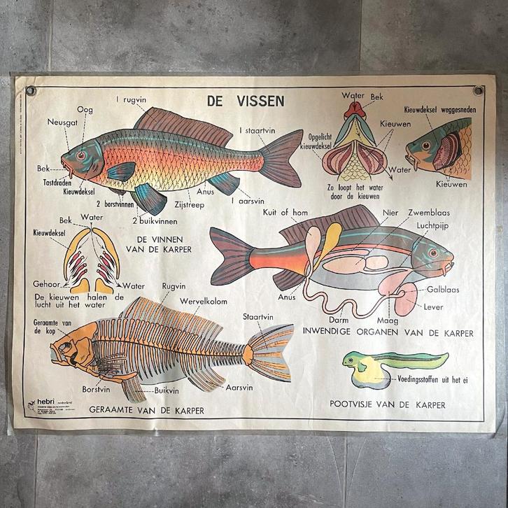 Vintage dubbelzijdige schoolposter vissen en amfibieën Hebri, Antiek en Kunst, Antiek | Schoolplaten, Natuur en Biologie, Ophalen of Verzenden