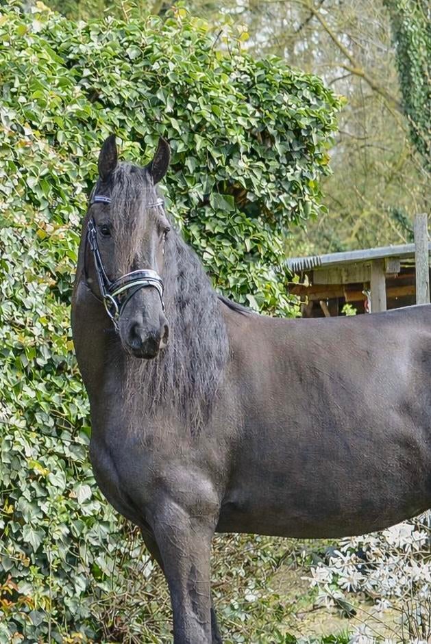 Super knappe friese merrie!, Merrie, Met stamboom, Dressuurpaard, Zadelmak