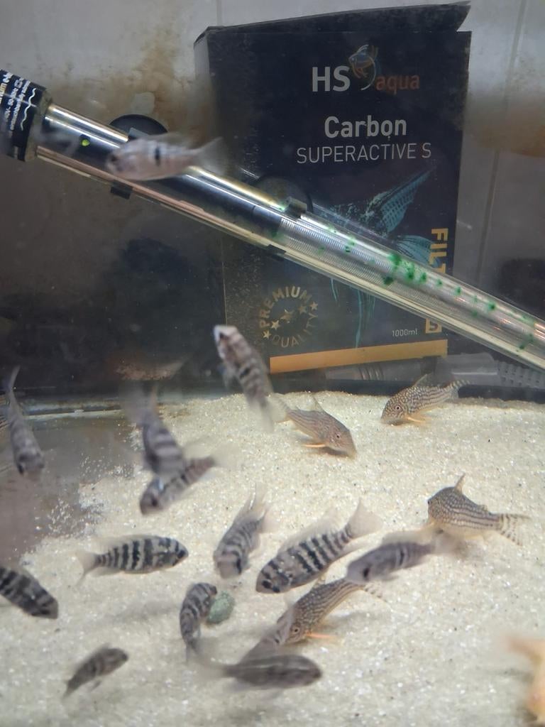 Blauwe acara, Kreeft, Krab of Garnaal