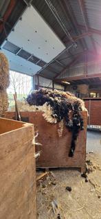 Wol, wit en bont, niet schoon, Ophalen, Gebruikt, Wol, Overige kleuren