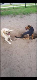 Golden Retriever zonder stamboom, Teef, Parvo, Eén hond, Nederland