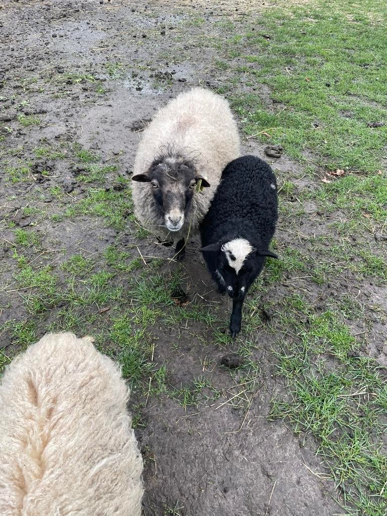 Quessant rammetje grijs, Dieren en Toebehoren, Mannelijk, Schaap