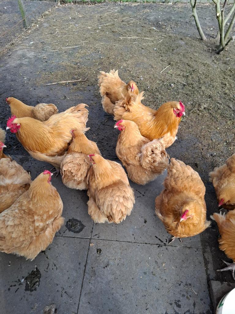 Orpington broed eieren, Geslacht onbekend, Kip