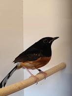 Te koop prachtige koppel schamalijsters, Dieren en Toebehoren