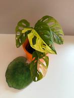 Monstera Adansonii Aurea, Huis en Inrichting, Ophalen of Verzenden, Halfschaduw, Minder dan 100 cm