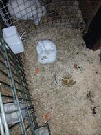 Jonge konijnen, Dieren en Toebehoren, Konijnen, Meerdere dieren, Groot