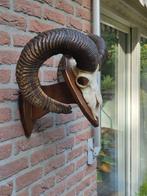 Moeflon schedel met hoorns, Ophalen