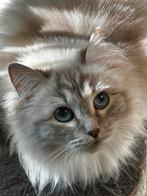 Ragdoll & Brits Koorthar, Dieren en Toebehoren, Poes, Gechipt, 3 tot 5 jaar