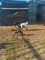 Diverse geiten en bokjes te koop, Dieren en Toebehoren, Schapen, Geiten en Varkens, Meerdere dieren, Geit