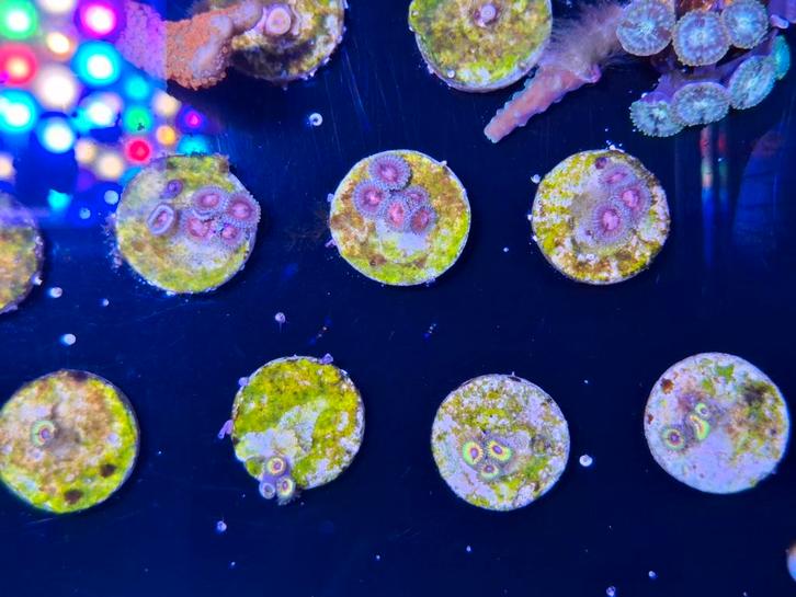 Little shop of horror zoanthus, Dieren en Toebehoren, Vissen | Aquaria en Toebehoren, Nieuw, Overige typen, Ophalen