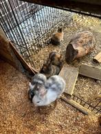 Lieve handtamme konijntjes, Dieren en Toebehoren, Meerdere dieren, Klein