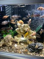 Malawi cichliden, Dieren en Toebehoren