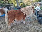 1 shetlander hengst, Dieren en Toebehoren, Pony's, Hengst, A pony (tot 1.17m), Gechipt, 11 jaar of ouder
