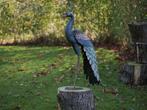 PAUW / metaal / 2 modellen, Tuin en Terras, Tuinbeelden, Dierenbeeld, Nieuw, Metaal, Info@huisentuindecoratiemarie.nl