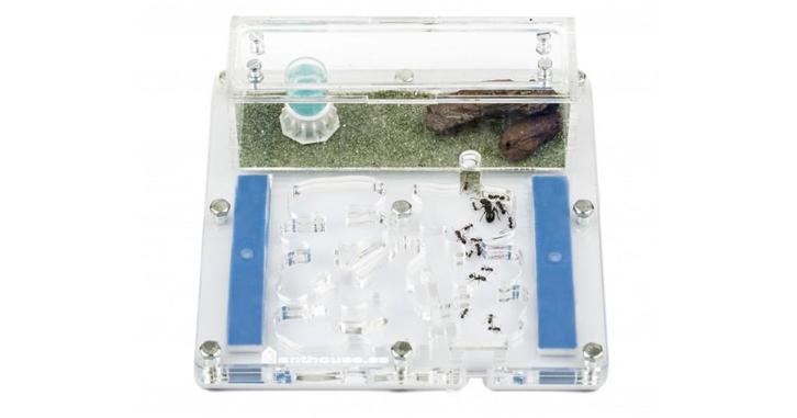 Acryl Medium arena nest combinatie mierenboerdij 15x15x1.3, Dieren en Toebehoren, Insecten en Spinnen, Mieren