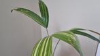 Tropische palmboom - Veitchia merrillii variegata, Palm, In pot, Minder dan 100 cm, Groene kamerplant