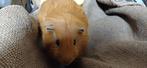 cavia beer, Dieren en Toebehoren, Knaagdieren, April, Mannelijk, Cavia