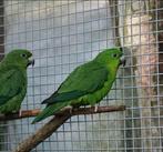 jonge koningsparkieten, Dieren en Toebehoren, Meerdere dieren, Parkiet
