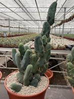 Cactus Tricocereus Bridgesii Monstruoso (Penis Plant), Ophalen of Verzenden, Minder dan 100 cm, Bloeiende kamerplant, Volle zon