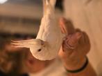 Valkparkiet man, Dieren en Toebehoren, Vogels | Parkieten en Papegaaien, Mannelijk, Parkiet