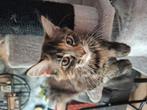 Maine coon vrouwtje geb 15 mei 2025, Dieren en Toebehoren, Katten en Kittens | Raskatten | Langhaar, Poes, Gechipt