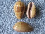 Schelpen: Cypraea walkeri surabajensis Sch. gem 20-27mm, Verzenden, Schelp(en)