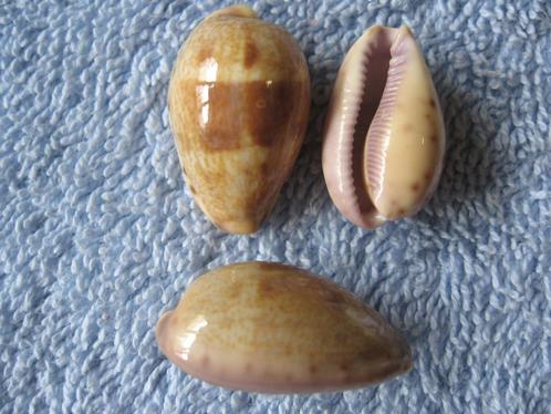 Schelpen: Cypraea walkeri surabajensis Sch. gem 20-27mm, Verzamelen, Mineralen en Fossielen, Schelp(en), Verzenden