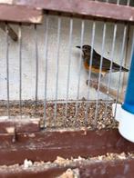 Grijskaplijster pop, Dieren en Toebehoren, Vrouwelijk