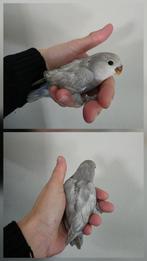 Agapornis Roseicollis, Dieren en Toebehoren, Vogels | Parkieten en Papegaaien, Geslacht onbekend, Dwergpapegaai of Agapornis