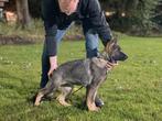Te koop zeer talentvolle Duitse herder teef., Dieren en Toebehoren, Parvo, 15 weken tot 1 jaar, Teef, Eén hond