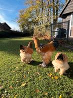 Brahma Buff Columbia haan, Dieren en Toebehoren, Pluimvee, Mannelijk, Kip