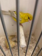 Vogels gezocht, Meerdere dieren, Parkiet