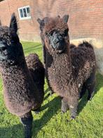 Alpaca hengstje halstertam, Dieren en Toebehoren, Juni, Mannelijk