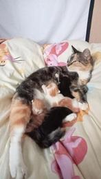 Kittens, Poes