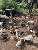 Pluimvee, Dieren en Toebehoren, Meerdere dieren, Kip