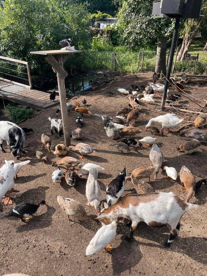 Pluimvee, Dieren en Toebehoren, Pluimvee, Kip, Meerdere dieren